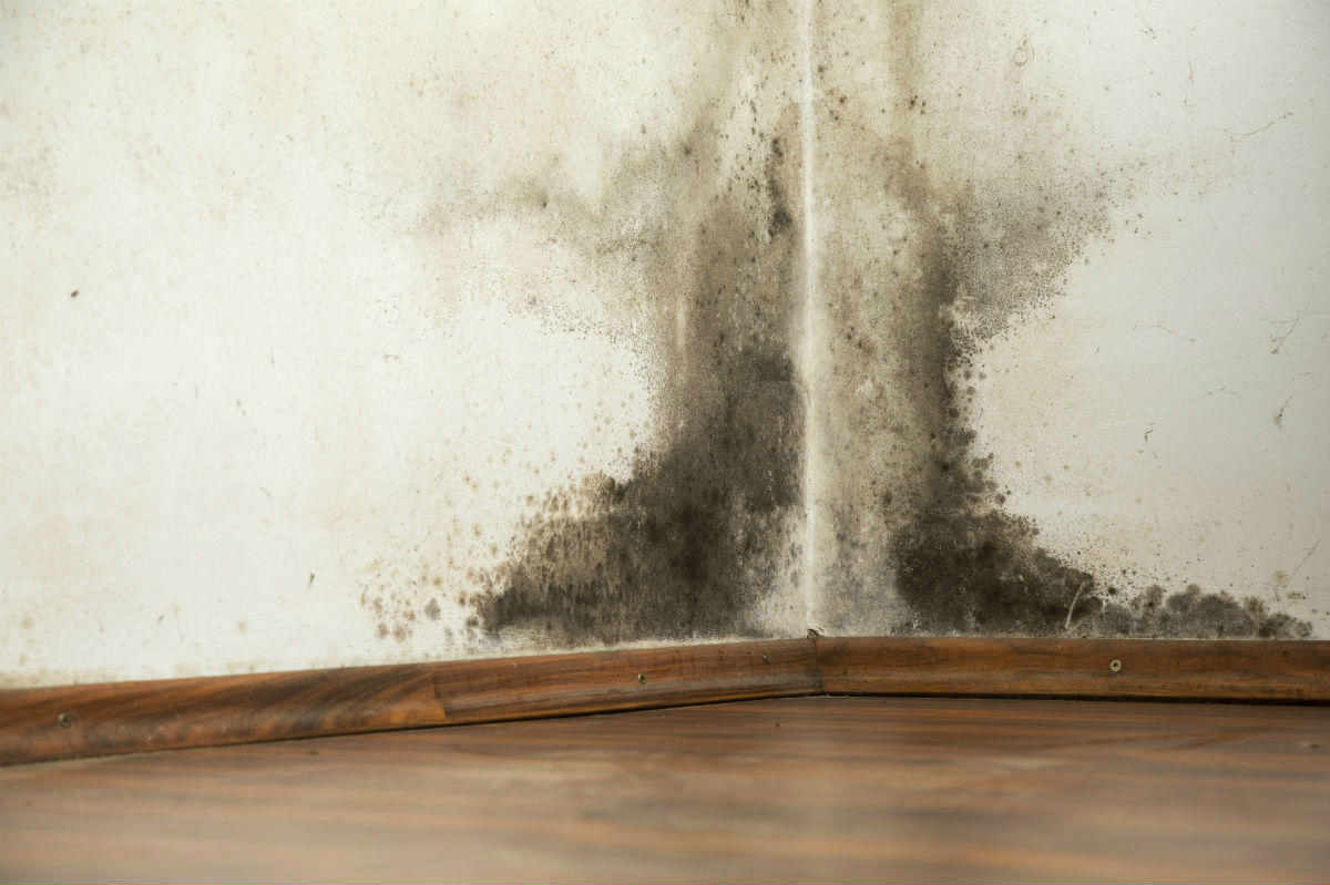 mold problem in St. Louis